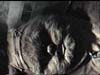 wicket06
